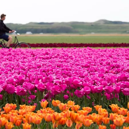 De Admiraal 호스텔 덴헬데르